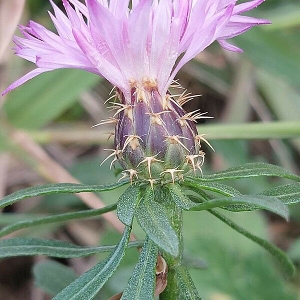 Centaurea aspera Цветок