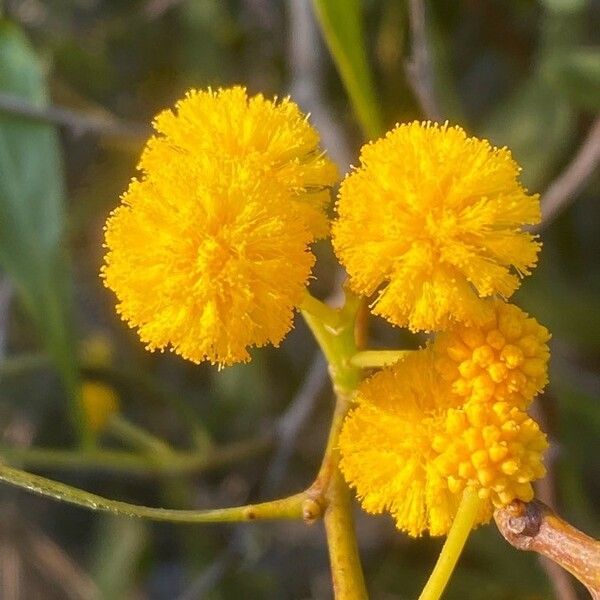 Acacia saligna Blomma