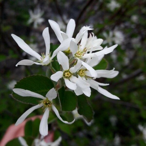 Amelanchier ovalis Flor