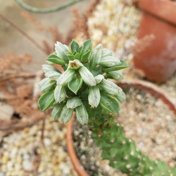 Euphorbia guentheri Blomst