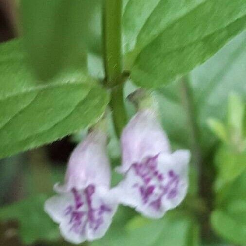 Scutellaria minor Цвят