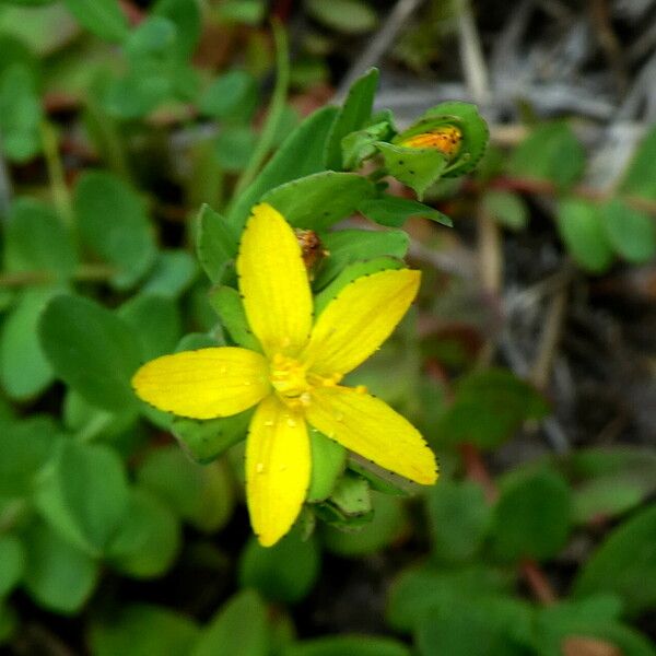 Hypericum humifusum Kukka