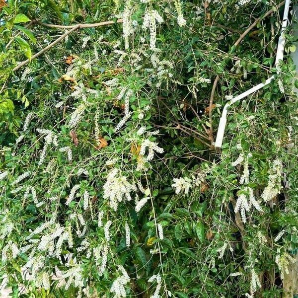 Buddleja asiatica Virág