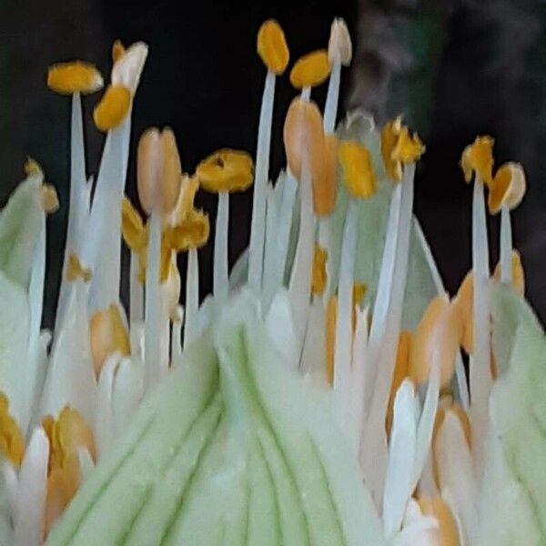 Haemanthus albiflos Lorea