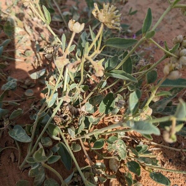 Abronia fragrans Агульны выгляд