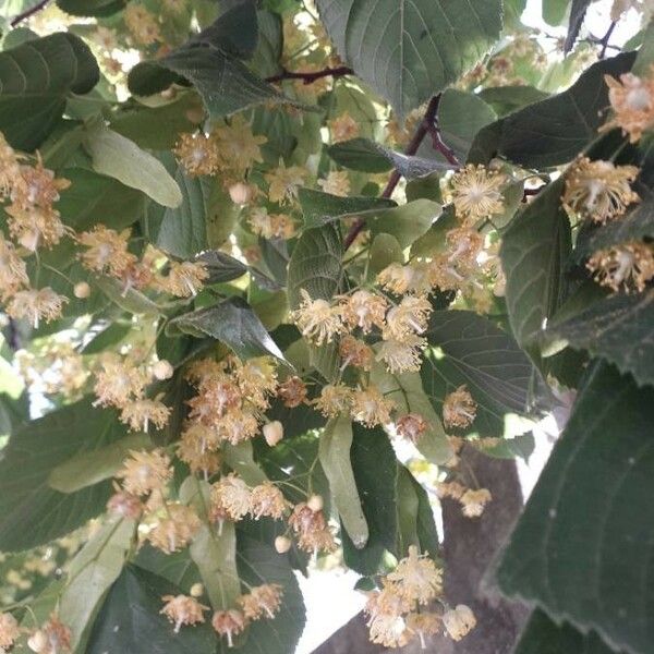 Tilia platyphyllos Flor