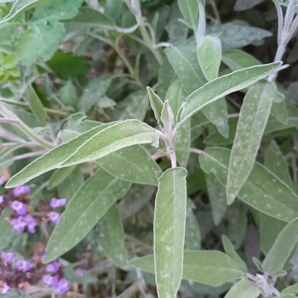 Salvia fruticosa Deilen