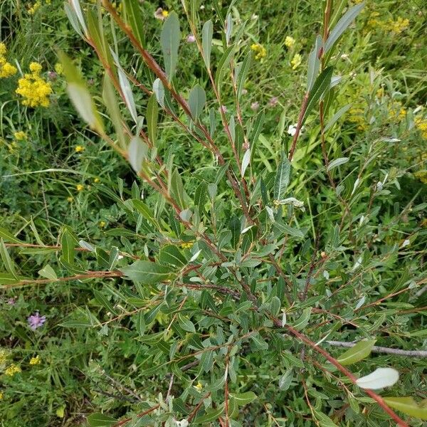 Salix purpurea Blad