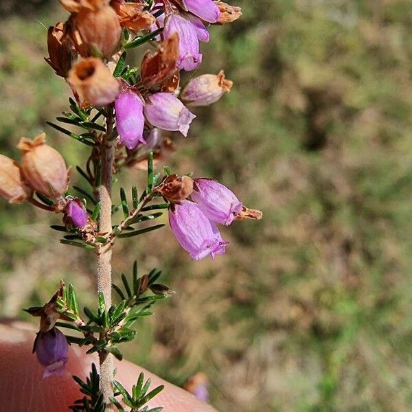 Erica cinerea Flower