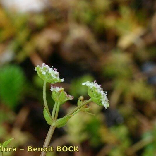 Helosciadium repens অন্যান্য