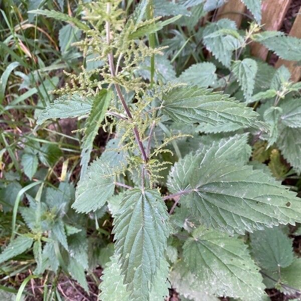 Urtica dioica Folha