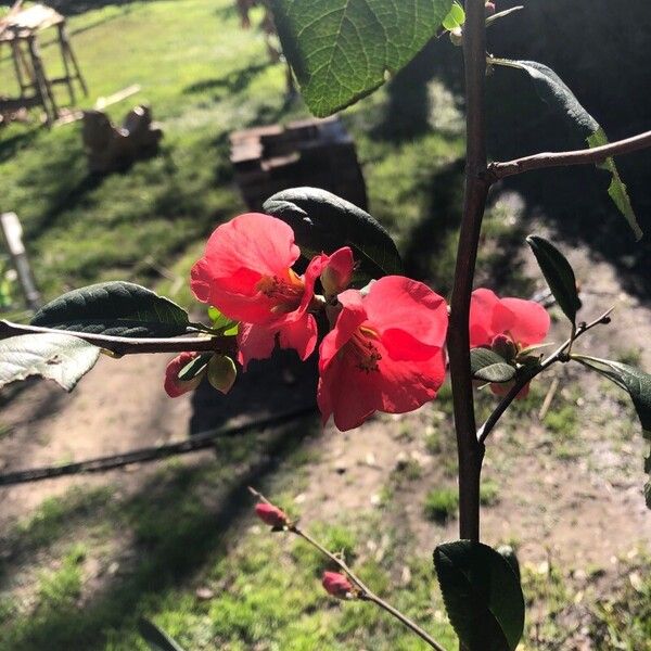 Chaenomeles speciosa Bloem