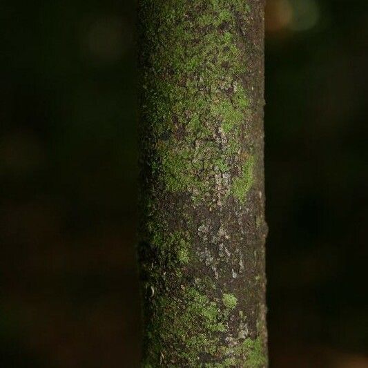 Licaria chrysophylla Bark