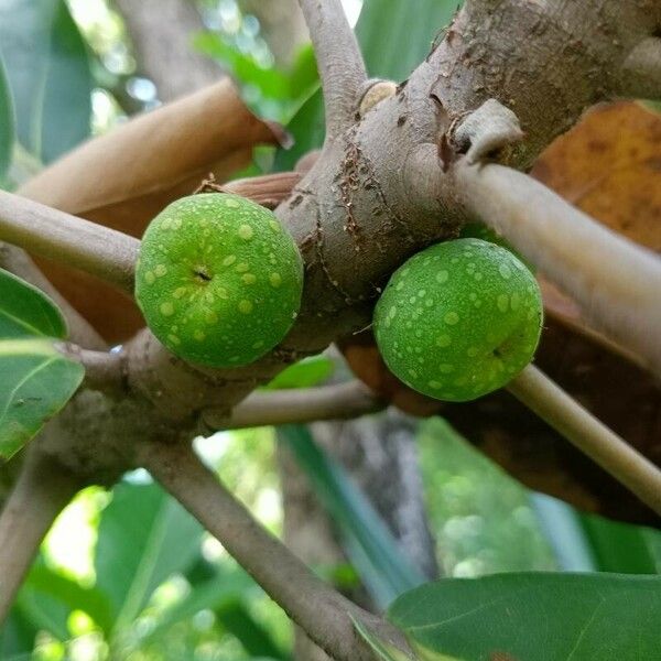 Ficus lutea Fruto