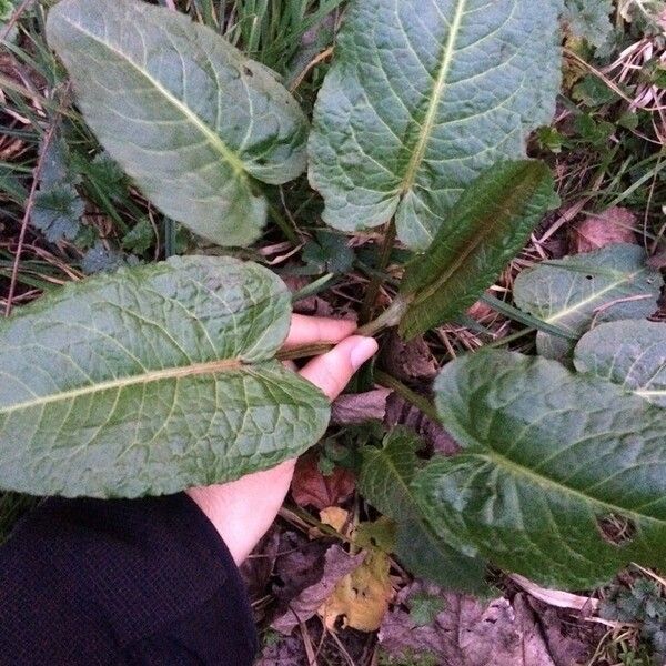 Rumex obtusifolius Leaf