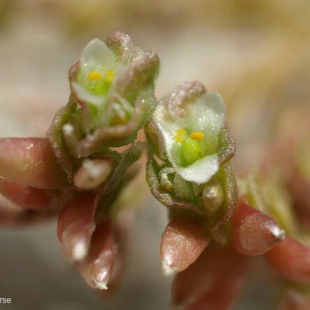 Calyptridium monandrum Кветка