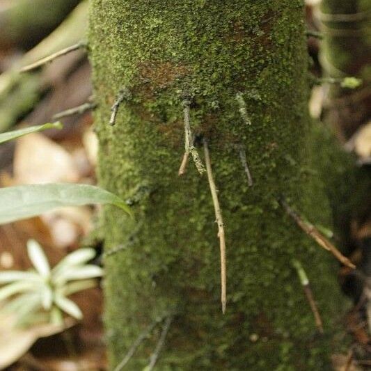 Eperua grandiflora Кора