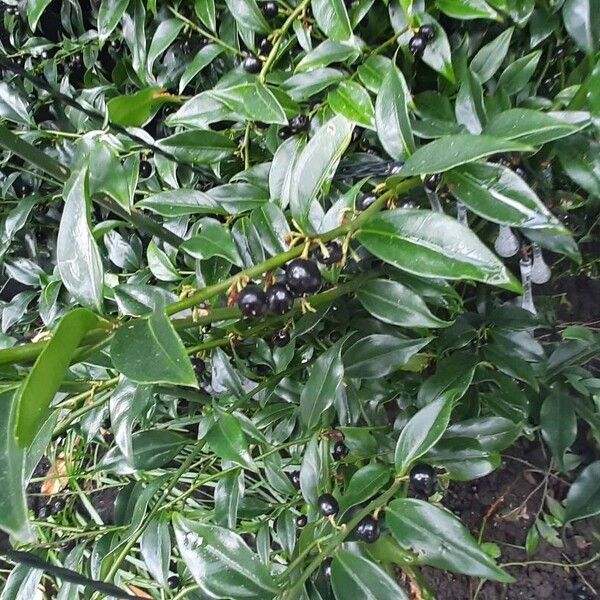 Sarcococca ruscifolia Blad