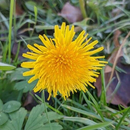 Taraxacum sect. Taraxacum Çiçek