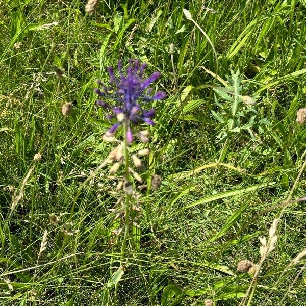 Muscari comosum Floro