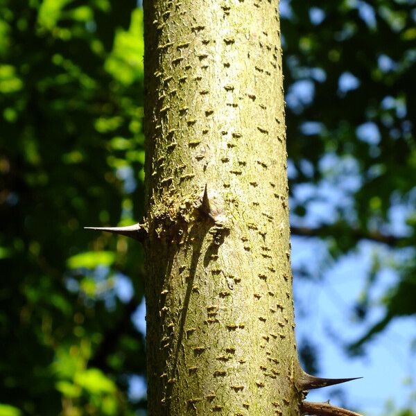 Robinia pseudoacacia Azala