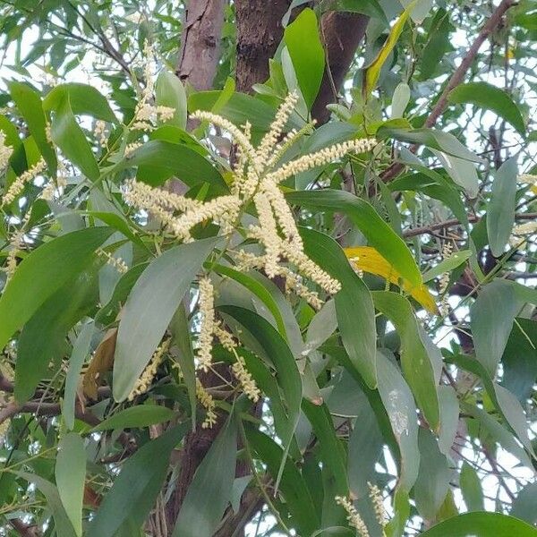 Acacia mangium Цветок