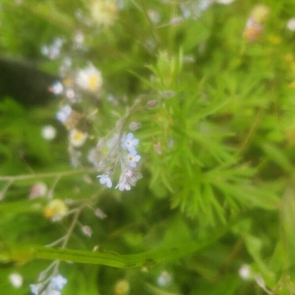 Myosotis arvensis Flor