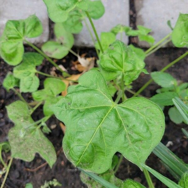 Ipomoea nil Leaf