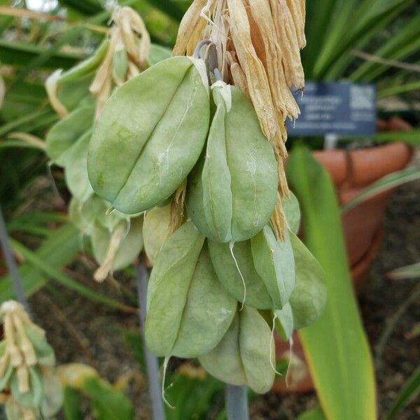 Veltheimia bracteata Frukt