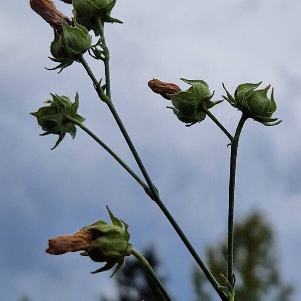 Althaea cannabina Fruit