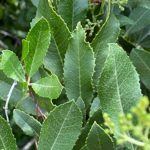 Photinia arbutifolia পাতা