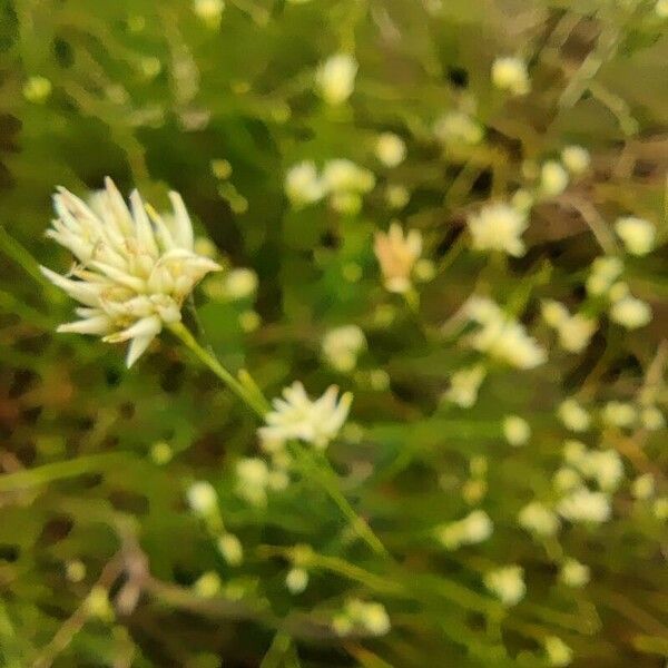 Rhynchospora alba Flower