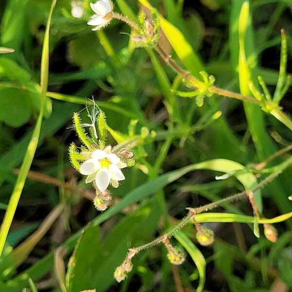 Spergula arvensis Кветка