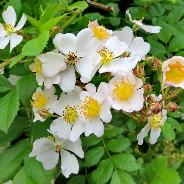 Rosa multiflora 花