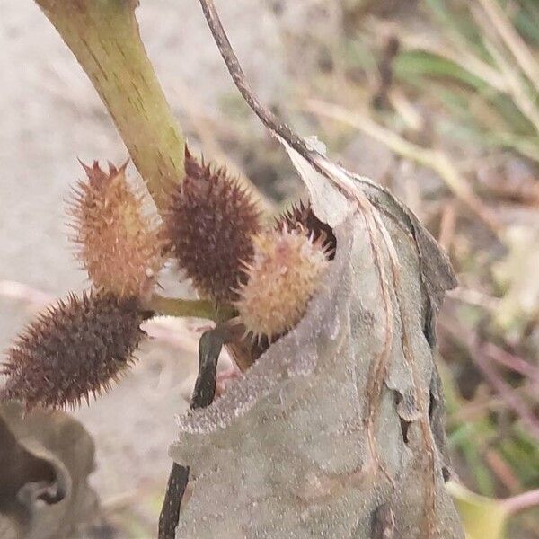 Xanthium orientale Fruto