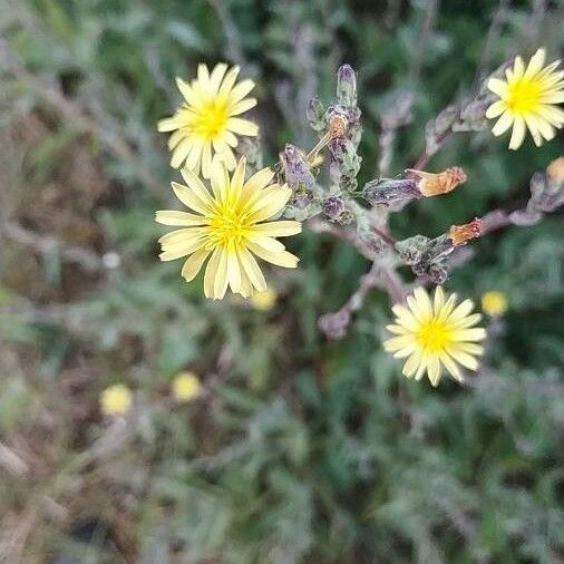 Lactuca virosa Flower