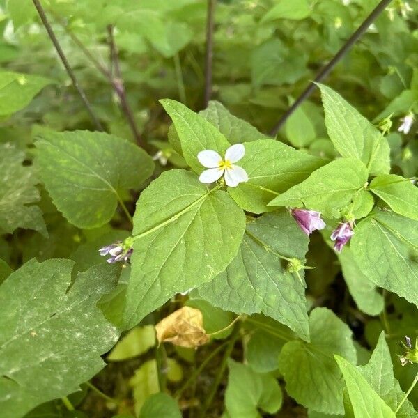 Viola canadensis പുഷ്പം