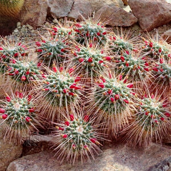 Mammillaria compressa Leaf