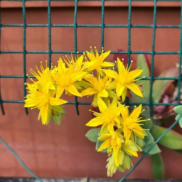 Sedum palmeri Õis