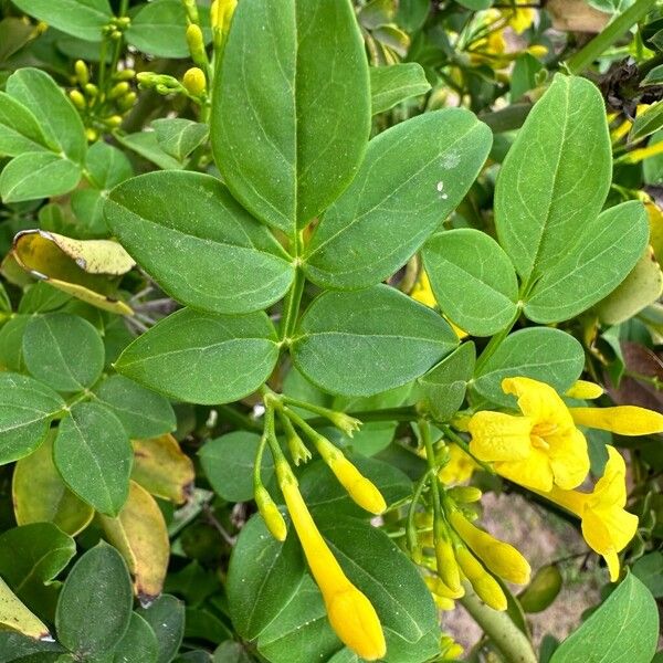 Chrysojasminum odoratissimum 叶