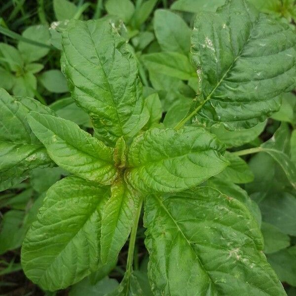 Amaranthus blitum 葉