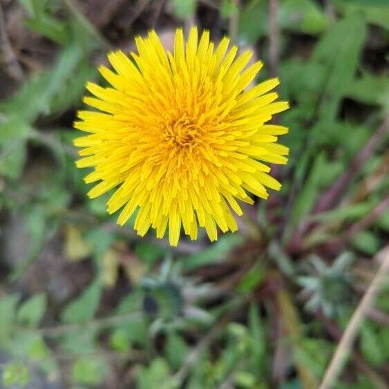 Taraxacum campylodes Flower