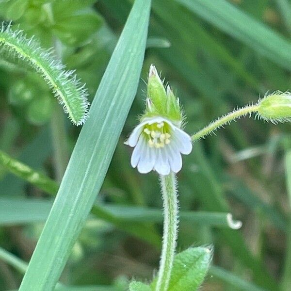 Cerastium fontanum Цветок