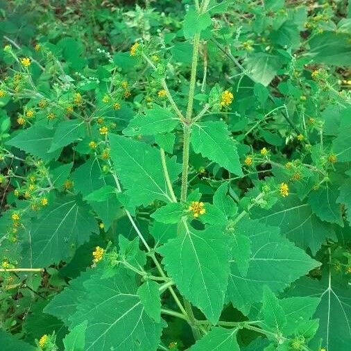 Sigesbeckia orientalis Hábito