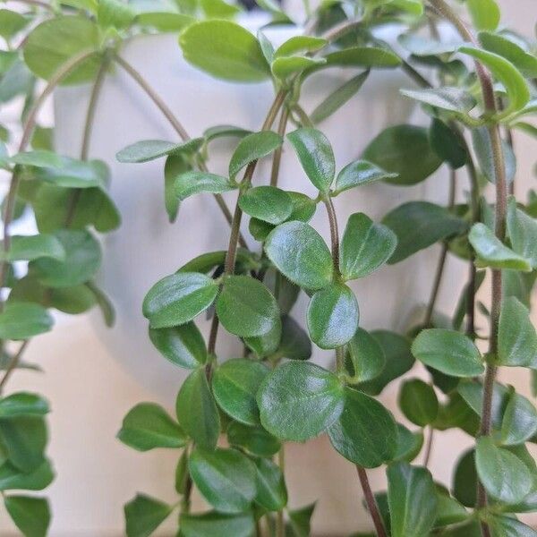 Peperomia rotundifolia 葉