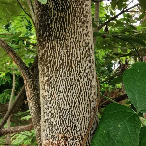 Muntingia calabura Bark