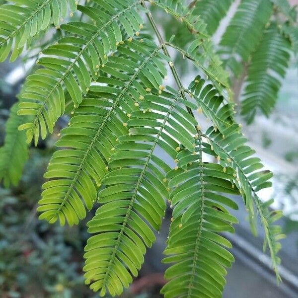 Vachellia collinsii Blatt