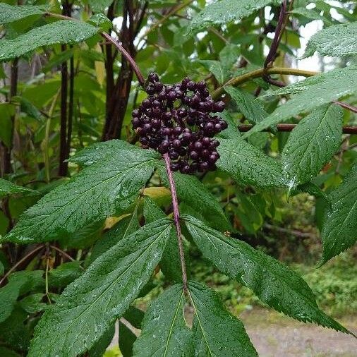 Sambucus racemosa Yaprak