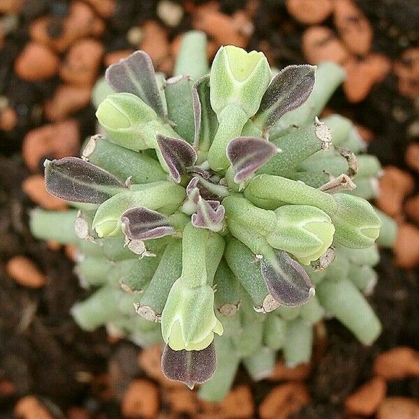 Euphorbia neoreflexa ഇല