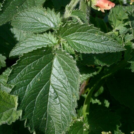 Scrophularia grandiflora Drugo